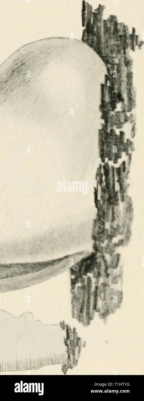 Malattie delle piante coltivate e delle malattie delle piante coltivate e gli alberi diseasesofcultiv00massuoft Anno: [1910?] 38o malattie delle piante coltivate quando lo scopo è quello di crescere alberi sani per qualunque pur - posa, tutti gli alberi malati deve essere tagliato e bruciato in una sola volta, come quando il micelio ha una volta guadagnato un ingresso si estende nel tronco di anno in anno. Polyporus dryadeus (patatine fritte). Questa è la nostra più grande specie di Polyporus, e non di rado si è incontrato con su tronchi di quercia ; gli esemplari più grandi di solito si verificano in prossimità della linea di terra, ma nasce anche da punti in cui i rami sono morti Foto Stock