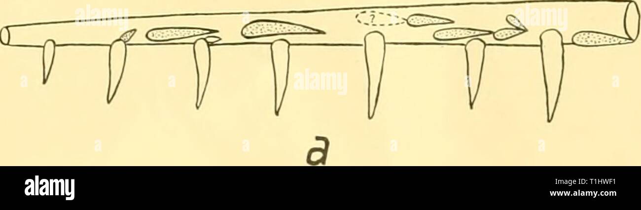 Scoperta dei report (1956) Rapporti ricerche discoveryreports27inst Anno: 1956 ANOTOPTERIDAE 3&GT;9 della gengiva. Il punto del nuovo dente che, in questo stato, è diretto indietro, è quindi esposta da un graduale il movimento rotatorio del dente dalla posizione orizzontale alla posizione verticale. Il piccolo singole di lunghezza standard ioo mm. prese da R.R.S. 'Scoperta II' nell Atlantico del sud (stazione 2048, lat. 23° 16'S, long. oi°5i-7'W.; 25. iv. 37, N. 450B: 600-0 m.) presenta sei denti funzionali sulla sinistra palatino e sette sulla destra. La dentizione del diritto palatino è indicato nel testo-fig. 6 Foto Stock