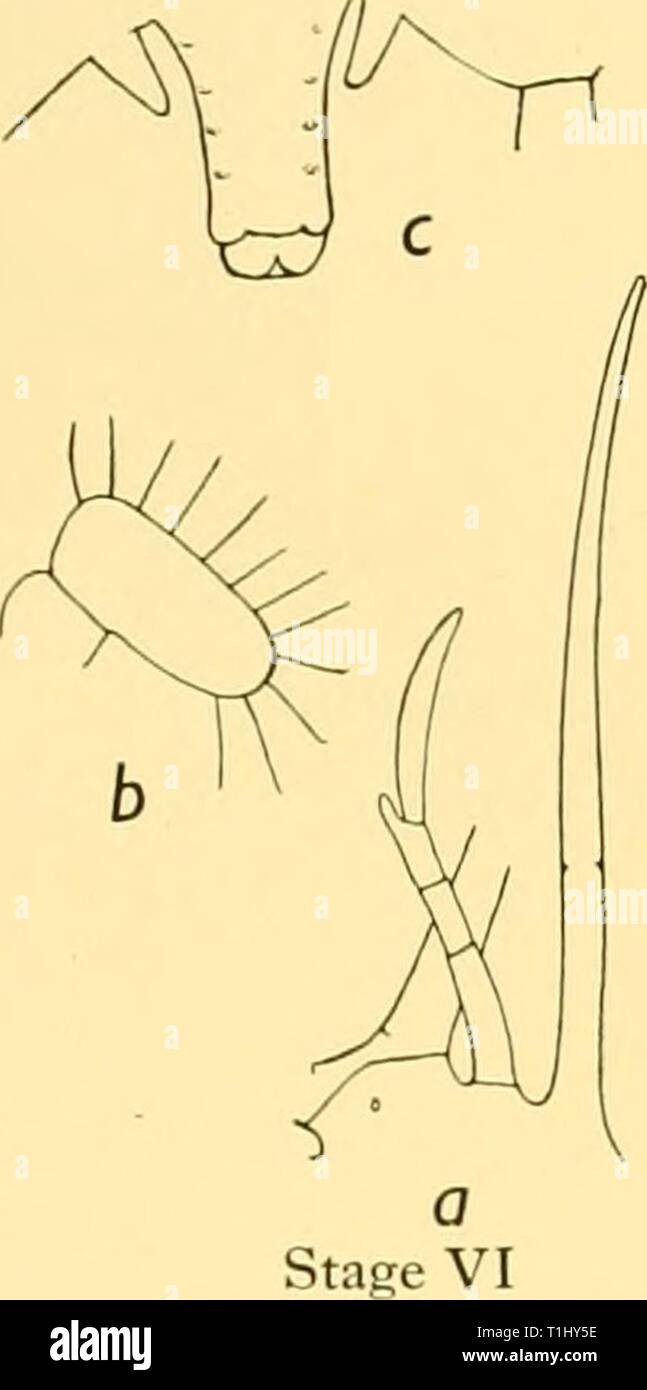 Scoperta dei report (1936) Rapporti ricerche discoveryreports12inst Anno: 1936 LARVE DI DECAPOD CRUSTACEA 411 tappa IX ? (Fig. 20). Lunghezza 25-28 mm. Ho Maxillipede allargando a base. Di Exopod maxillipede 2 con otto setae. La gamba 5 di quattro segmenti. Pleopods maggiore, biramous. Fase X ?. Lunghezza 22-23 '™- Maxillipede i con epipod; endopod non raggiunge il bordo della mascella. Di Exopod maxillipede 2 con dieci setae. Gambe con epipods; branchie non sviluppata, ma possono essere ricondotti sotto la pelle come piccola rotonda masse cellulare. Addome pienamente sviluppata, somite 6 con una coppia di grosse spine dorsali a base di t Foto Stock