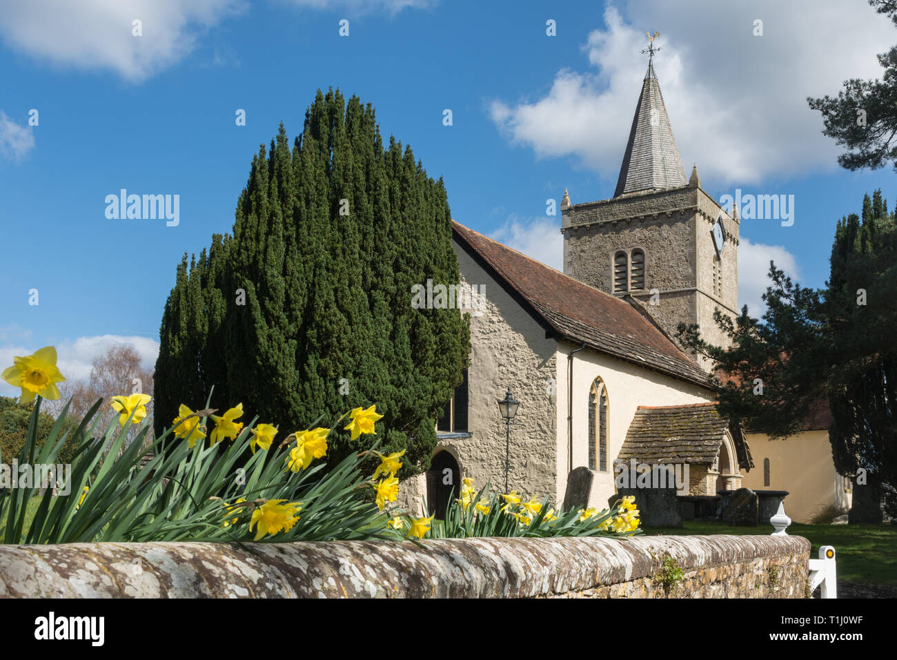 Chiesa di tutti i Santi nel villaggio di Witley nel Surrey, Regno Unito, durante la primavera con narcisi in primo piano Foto Stock