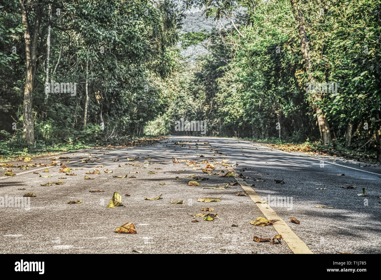 Questa unica foto mostra la strada nel selvaggio e naturale giungla della Thailandia con tutti gli alberi sul ciglio della strada Foto Stock