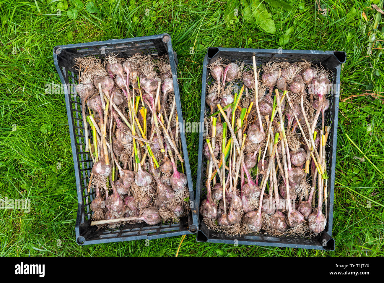 Molti mazzetto di aglio la lampadina steli in due box di raccolto di casse in azienda o giardino flat top closeup con radici Foto Stock