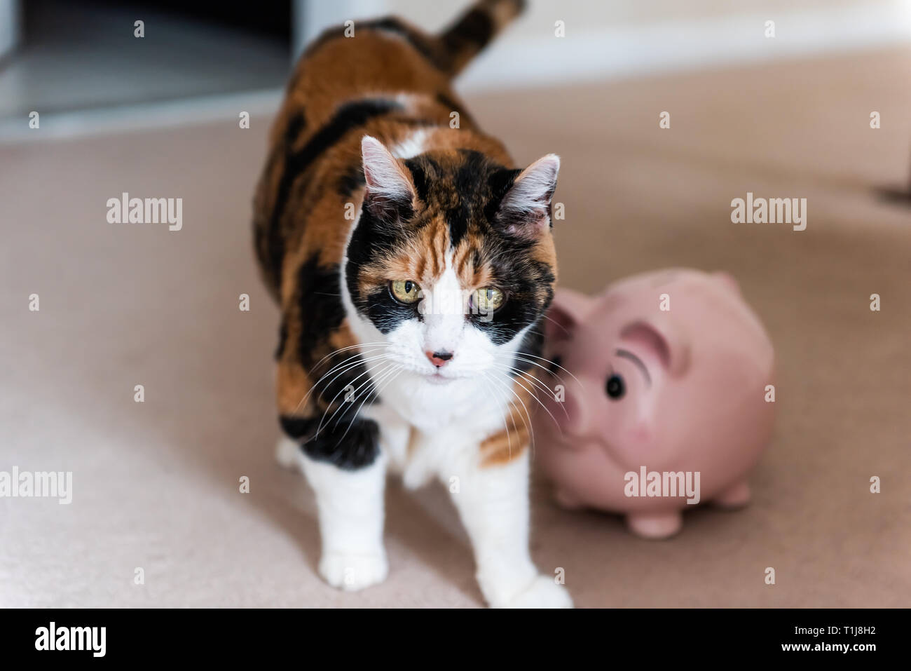 Divertenti femmina carino Gatti calico camminano sul tappeto in camera home all'interno di casa dal denaro rosa maiale salvadanaio toy Foto Stock
