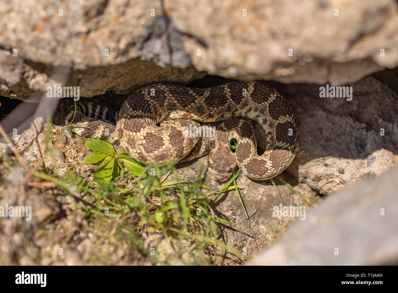 Un in-situ Pacifico settentrionale rattlesnake emergenti dalla sua den nel nord della California. Foto Stock