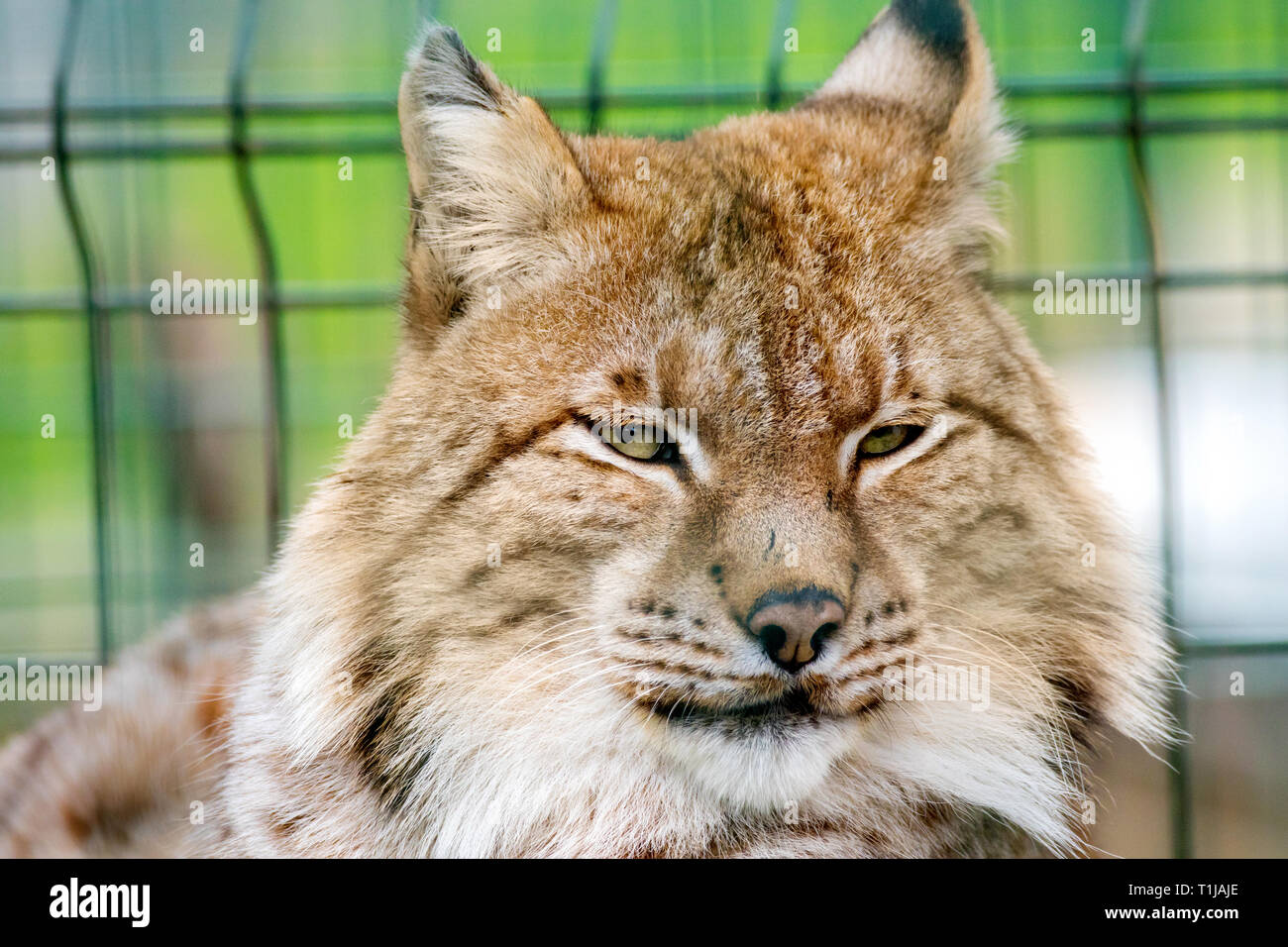 Ritratto dell'immagine del volto di un bellissimo gatto selvatico nel giardino zoologico voliera Foto Stock