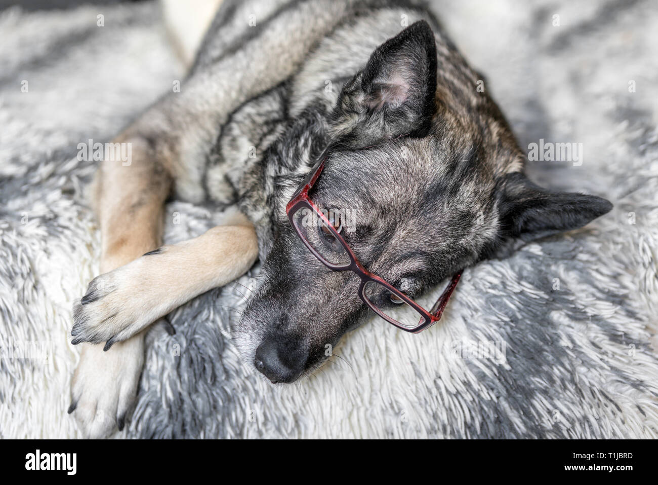 Close-up di cane rosa che indossa gli occhiali da lettura Foto Stock