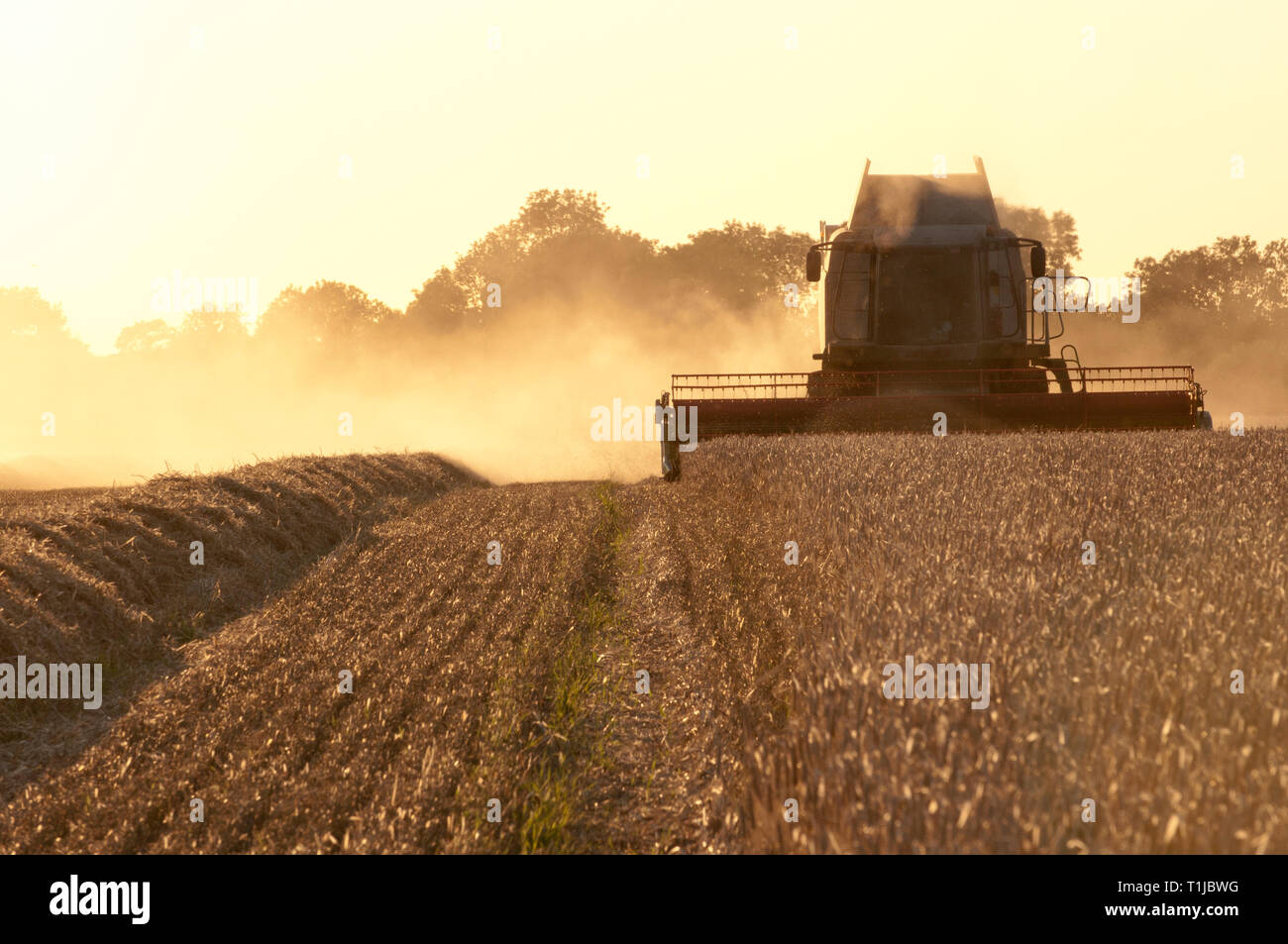 Macchina mietitrebbiatrice la raccolta di orzo Foto stock - Alamy