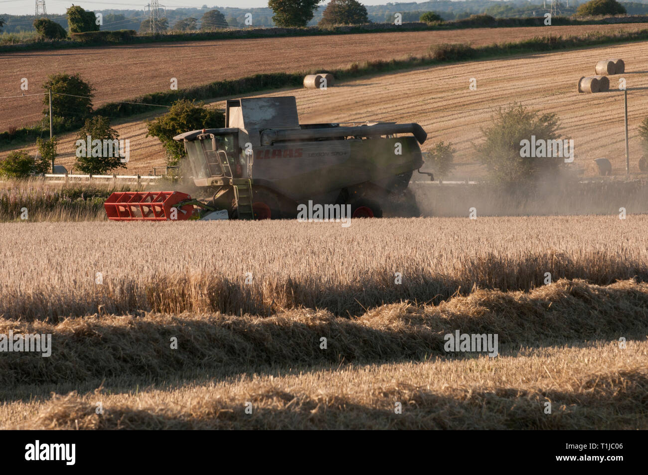 Rurale scena, la raccolta di orzo Foto Stock
