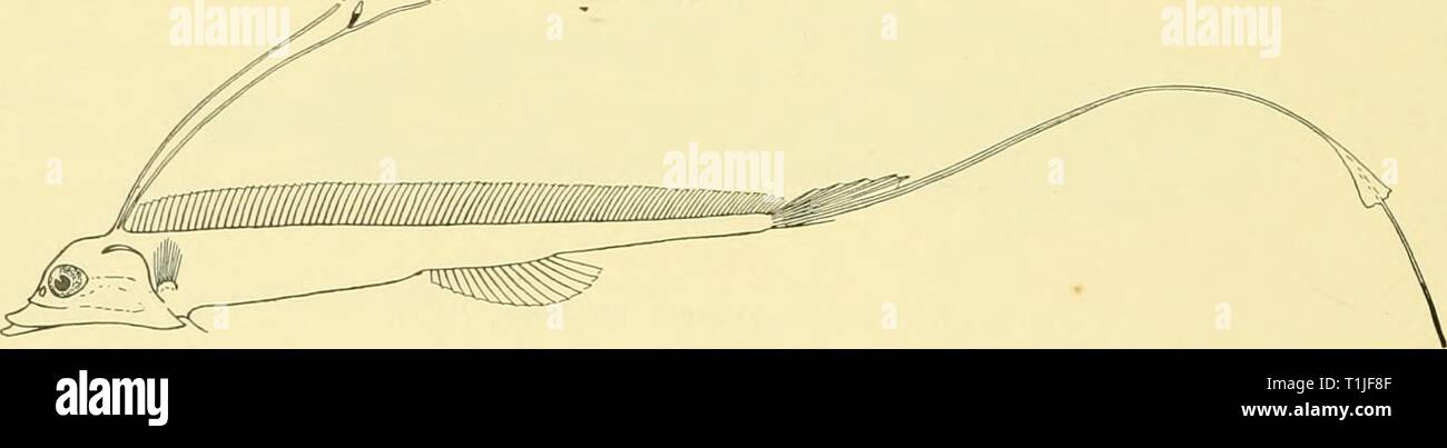 Rapporti di ricerca (1929) Discovery discoveryreports report21931inst Anno: 1929 342 rapporti ricerche San 76. 5. vi. 26. 39° 50' 30' S, 36° 23' 00' W. 4 m. net, orizzontale, 1500 (-0) m.: i facsimile, 240 mm. San 151. 16. i. 27. 53° 25' 00'' S, 35° 15' 00' W. 4io m. net, orizzontale, 1025-1275 m.: 2 esemplari, 100-220 mm. Hab. Atlantico sud (a sud di 39°); Antartide. La caratteristica forte antero-laterale canini di questa specie non sono sviluppati in campioni sotto 135 mm. di lunghezza. Ordine Famiglia ALLOTRIOGNATHI STYLOPHORIDAE Stylophorus chordatus, Shaw. Shaw, 1791, TRANS. Lin?i. Soc. i, p. 90 Foto Stock
