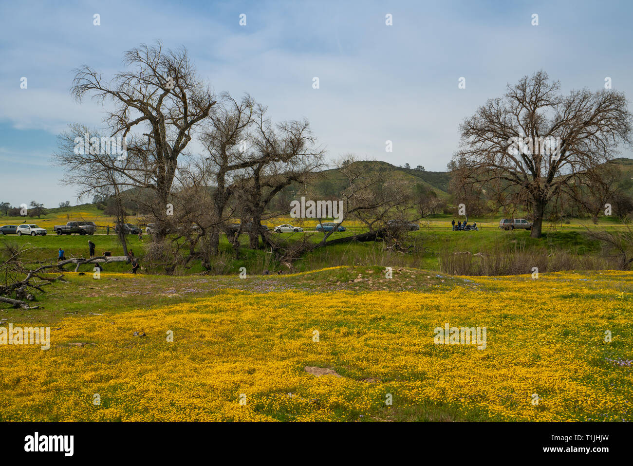 Persone che arrivano a vedere bellissimi fiori selvatici durante un super bloom stagione nella California del Sud. Carrizo Plain, CA, 24 marzo 2019 Foto Stock