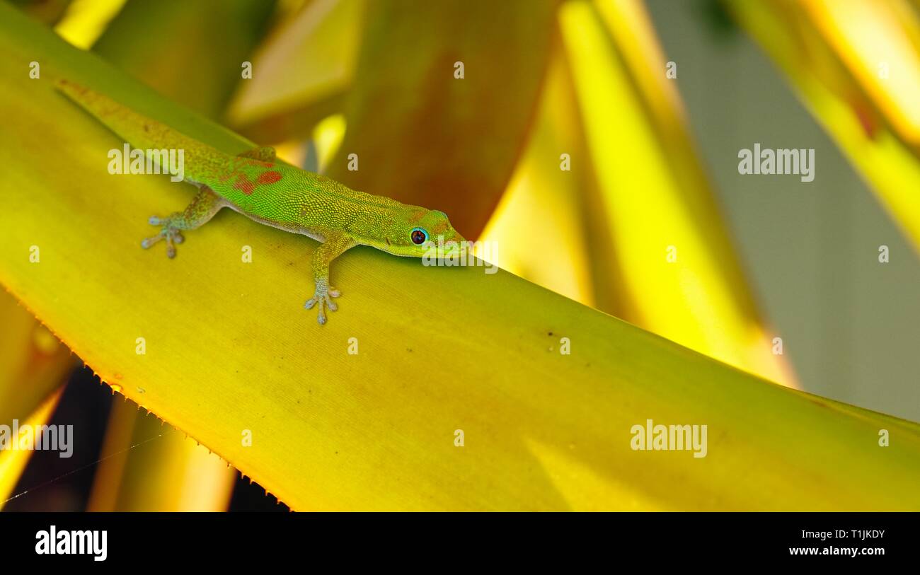 Geco verde Foto Stock