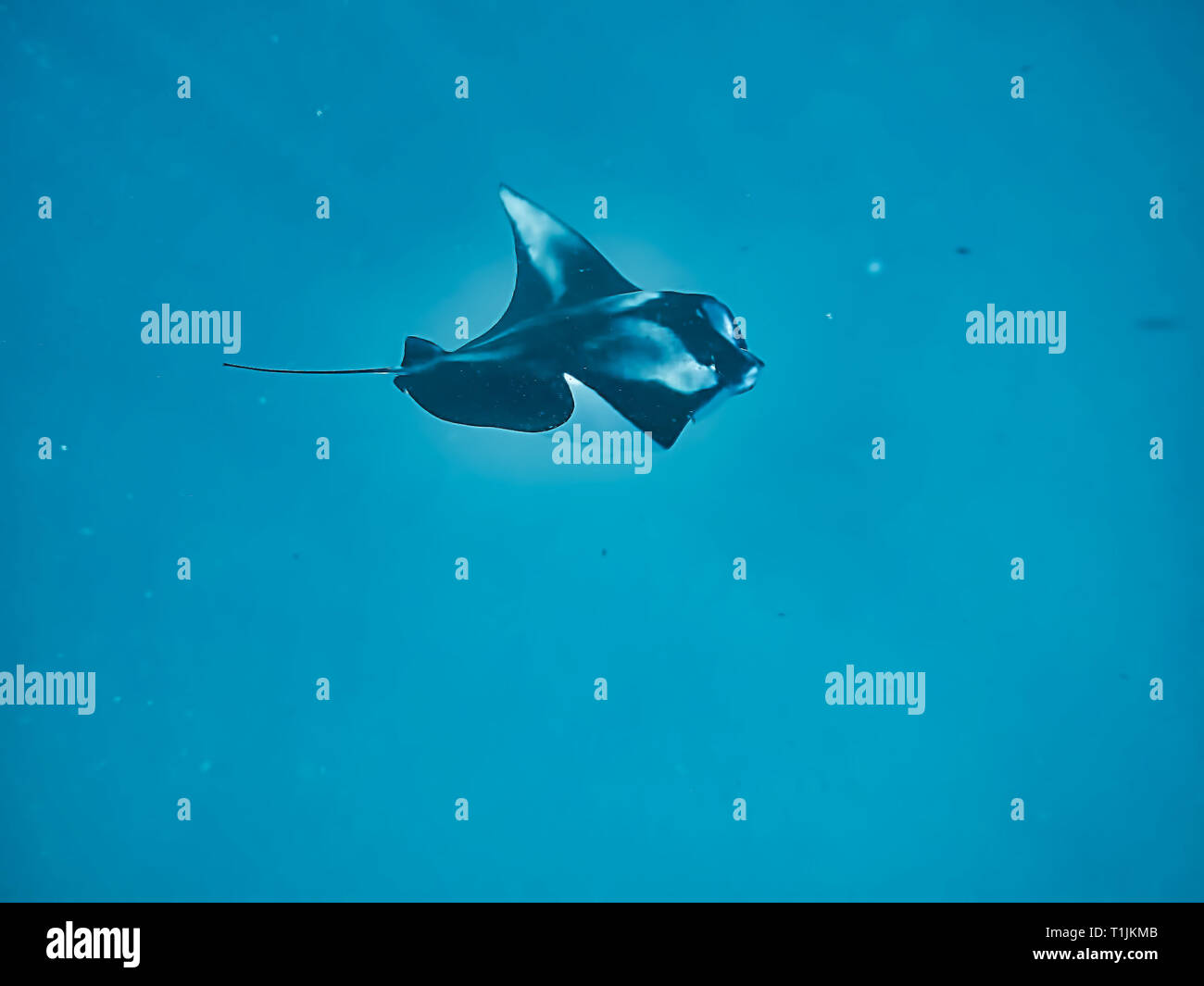Questa unica immagine mostra il gigante manta ray nel selvaggio nelle Maldive Foto Stock