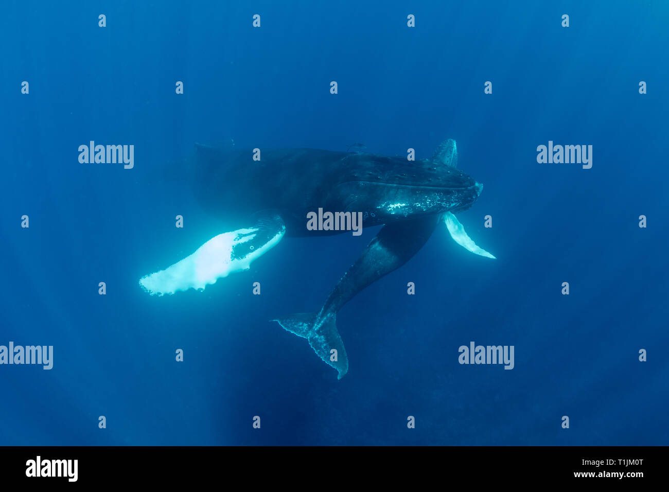 Madre e vitello megattere, Megaptera novaeangliae, nuotare in chiaro, acque blu del Mar dei Caraibi. Foto Stock