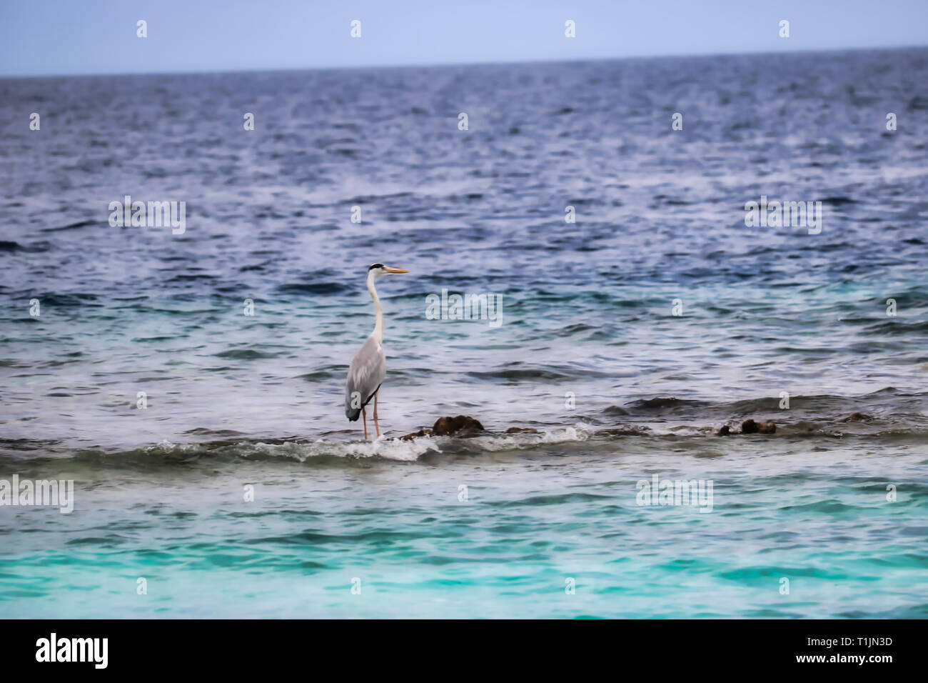 Questa unica immagine mostra un airone in piedi nella parte anteriore dell'ISOLA MALDIVIANA su una scogliera di corallo e la caccia per i pesci. Foto Stock