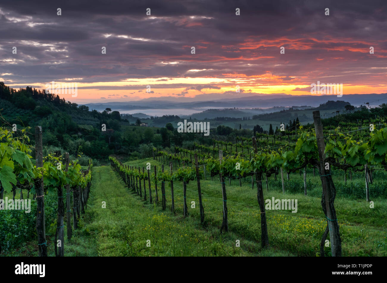 Paesaggio di vigneti in Toscana, Italia. Misty sunrise Foto Stock Paesaggio di vigneti in Toscana, Italia. Misty sunrise Foto Stock