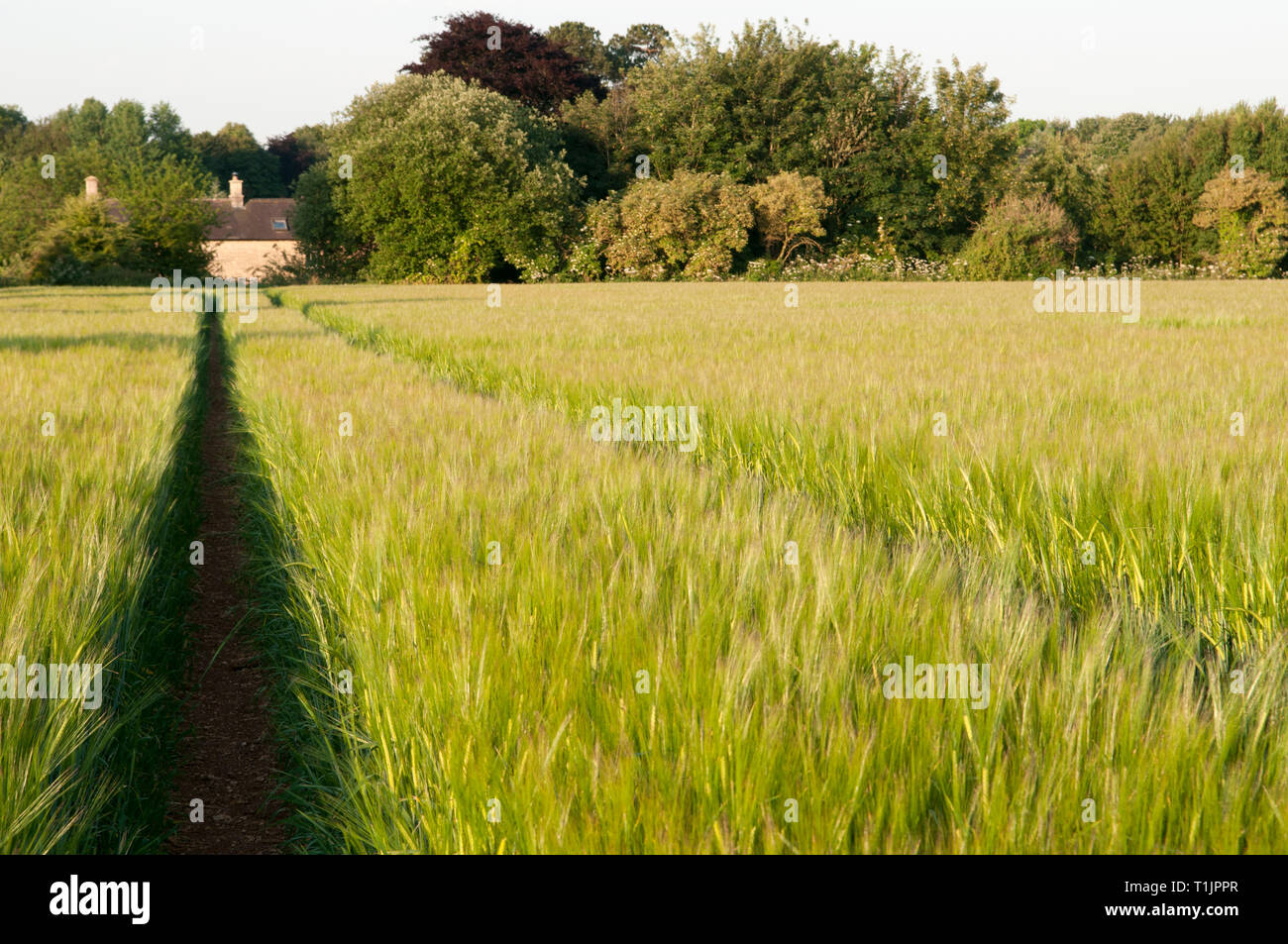 Verdi campi di orzo Foto Stock