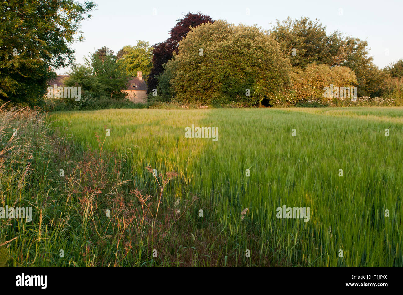 Verdi campi di orzo Foto Stock