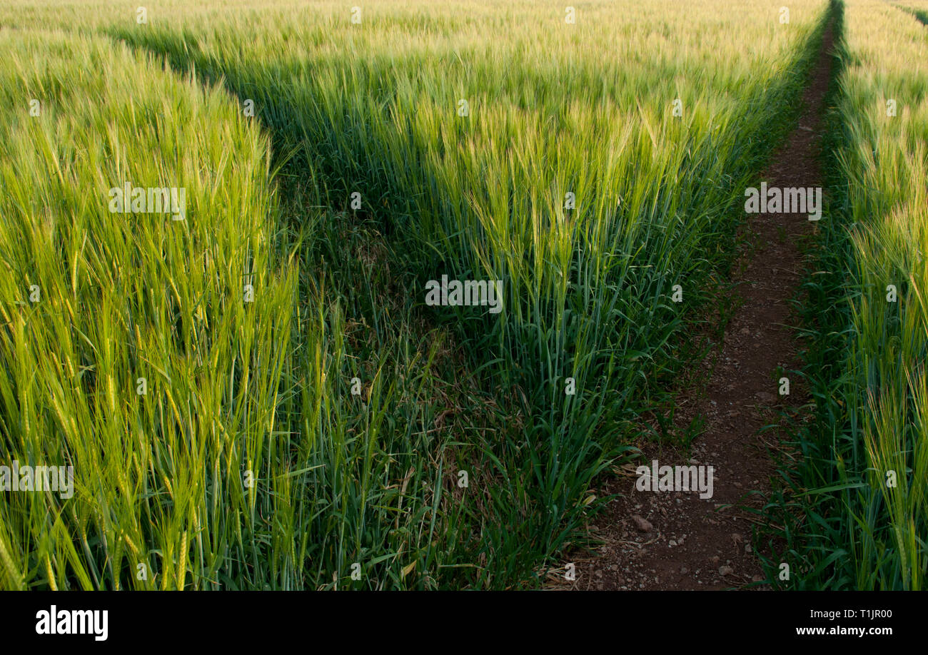 Close-up di verde campo di orzo Foto Stock