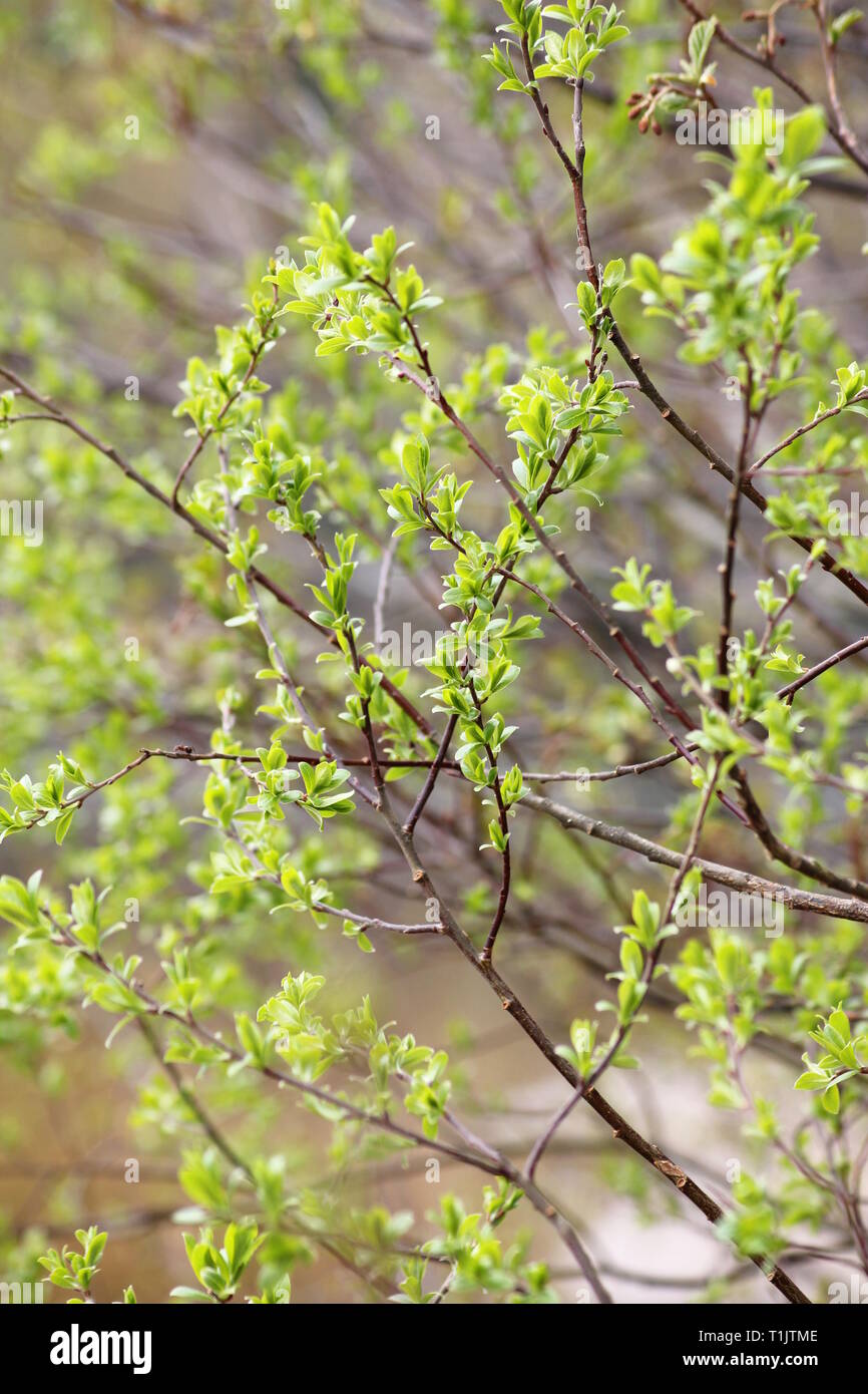 In primavera la natura. Alberi iniziando a diventare nuovamente in verde. Foto Stock