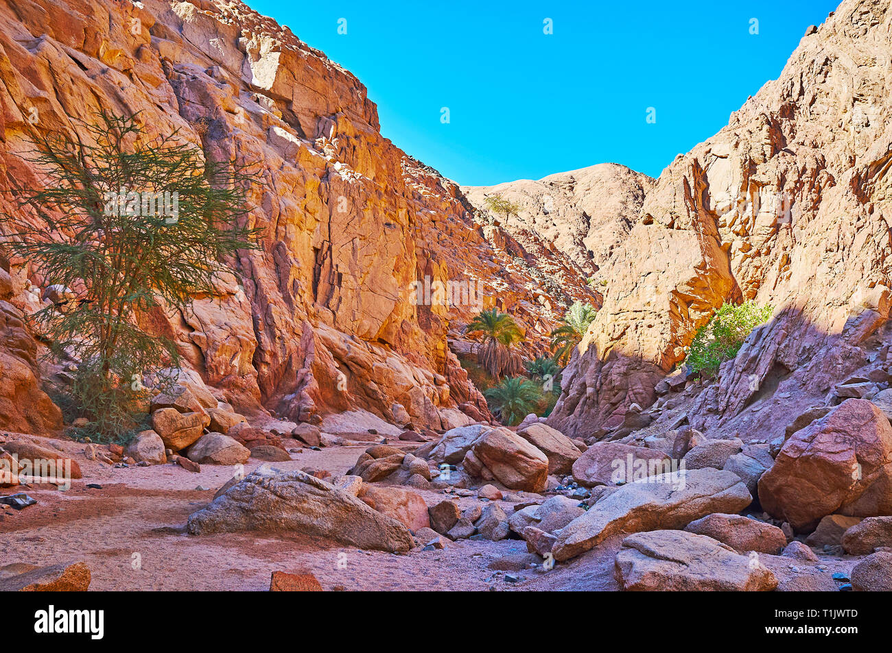 Safari nel Deserto è il modo migliore per esplorare la natura locale, godetevi idilliaci paesaggi rocciosi, vegetazione e sentire il clima caldo e secco, Sinai, Egitto. Foto Stock