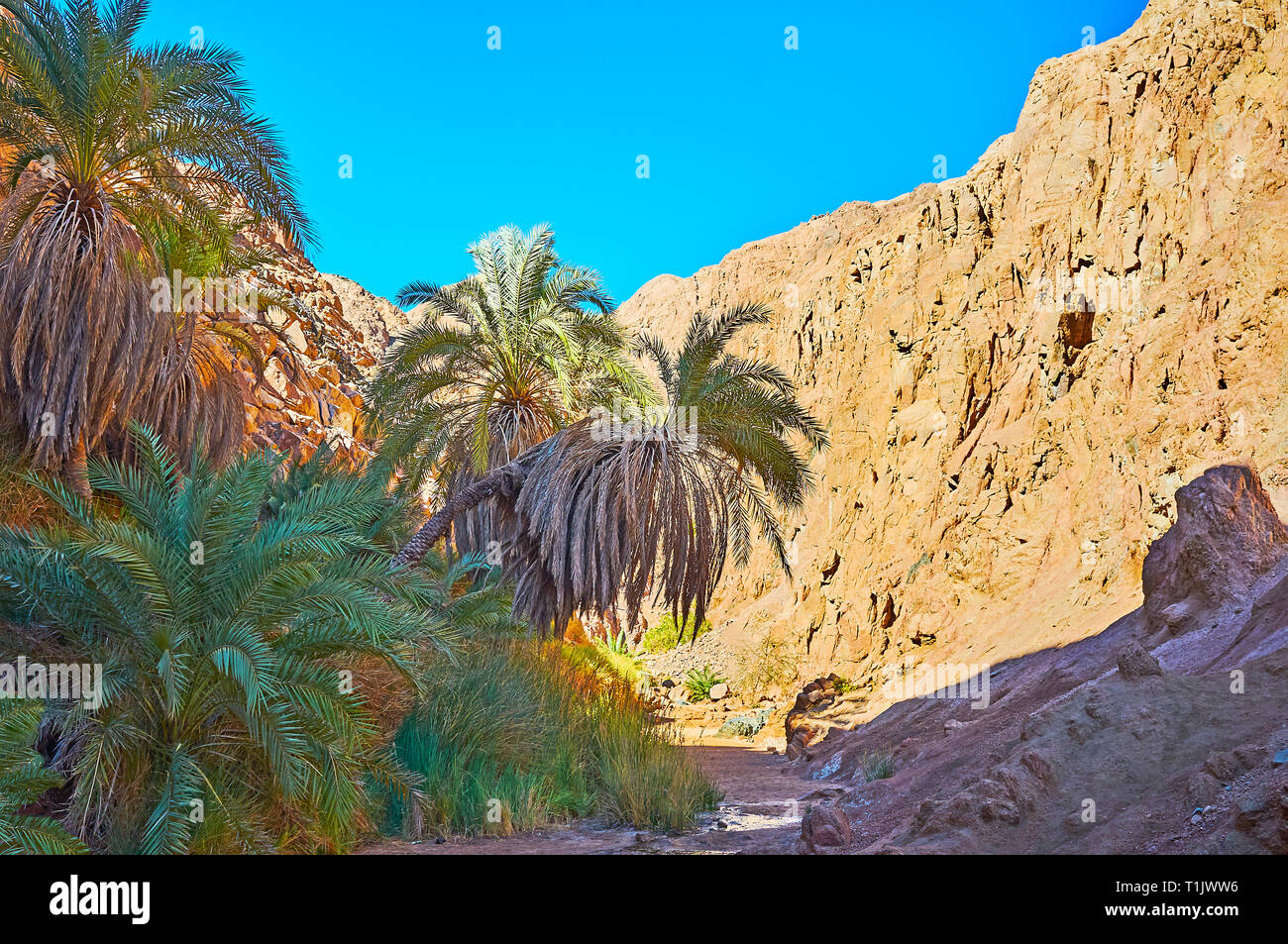 La piccola oasi paradisiaca nel canyon del deserto con enormi rocce rosse e il clima caldo e secco, Sinai, Egitto. Foto Stock