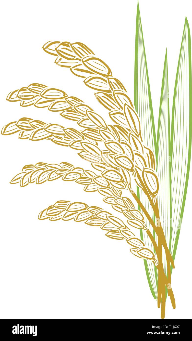 Grana di riso steli con foglie che scaturisce da dietro. Illustrazione Vettoriale
