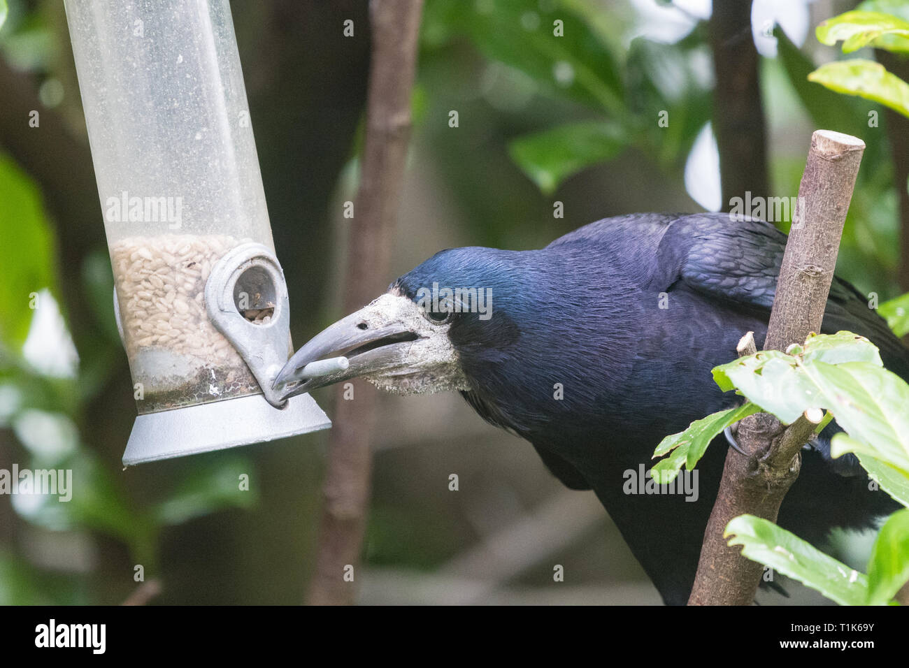 Stirlingshire, Scotland, Regno Unito. 27 Mar, 2019. Un rook utilizzando la sua intelligenza per accedere a semi di girasole in un uccello alimentatore in un giardino di Stirlingshire. Troppo grande di appollaiarsi su alimentatore e non in grado di raggiungere i semi all'interno, la torre può solo gestire al tratto e catturare il pesce persico nel suo becco. È quindi tirato l'alimentatore verso se stesso prima di lasciar andare di nuovo in un movimento oscillante. Come l'alimentatore ruotata indietro verso la torre era abbastanza vicino per poter velocemente afferrare un beakful di semi, ripetendo la prodezza varie volte prima di essere disturbati Credito: Kay Roxby/Alamy Live News Foto Stock