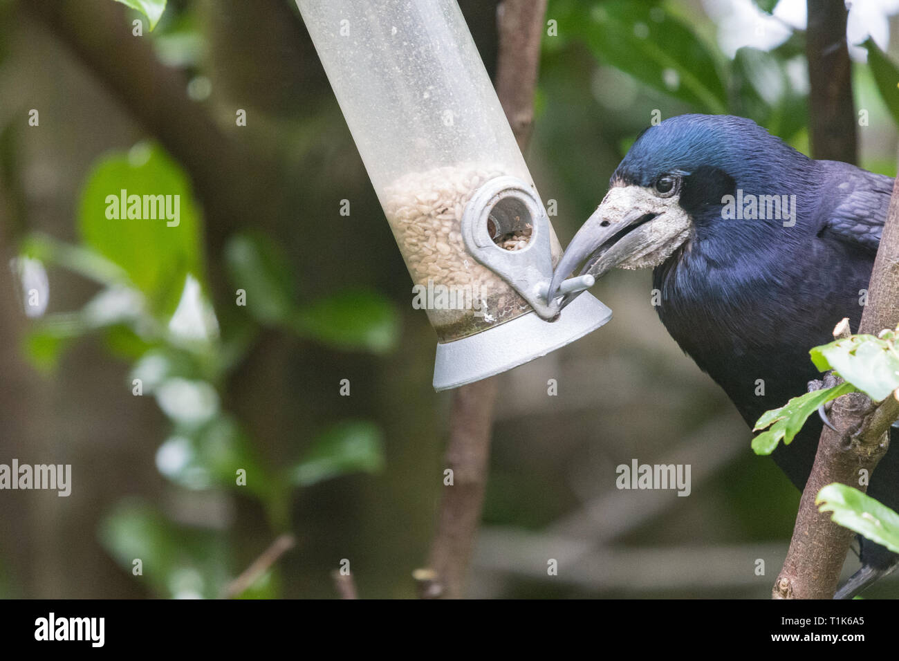 Stirlingshire, Scotland, Regno Unito. 27 Mar, 2019. Un rook utilizzando la sua intelligenza per accedere a semi di girasole in un uccello alimentatore in un giardino di Stirlingshire. Troppo grande di appollaiarsi su alimentatore e non in grado di raggiungere i semi all'interno, la torre può solo gestire al tratto e catturare il pesce persico nel suo becco. È quindi tirato l'alimentatore verso se stesso prima di lasciar andare di nuovo in un movimento oscillante. Come l'alimentatore ruotata indietro verso la torre era abbastanza vicino per poter velocemente afferrare un beakful di semi, ripetendo la prodezza varie volte prima di essere disturbati Credito: Kay Roxby/Alamy Live News Foto Stock