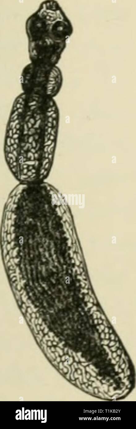 Malattie del Metabolismo e delle malattie del metabolismo e del sangue, parassiti animali, tossicologia diseasesofmetabo00cabo Anno: 1906 ECHINOCOCCUS MALATTIA 527 essi razza nei capillari della circolazione portale spiega la frequente implicazione del fegato. Spesso gli embrioni lodge permanentemente nel mesen- teric ghiandole. Altri, per mezzo della linfa-navi, o da varie vie di comunicazione, invadono la peritoneale e cavità pleurica: altri entrano nel condotto toracico, quindi trovare la loro strada verso la vena giugulare e al cuore destro, e vengono trattenute nei polmoni o sono distribuiti Foto Stock