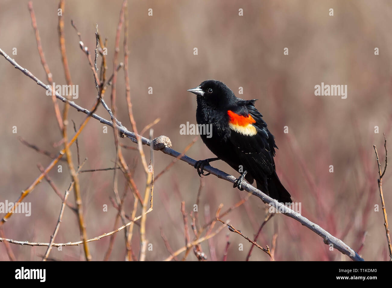 Maschio rosso-winged blackbird (Agelaius phoeniceus) seduto su un ramo di una bussola. Foto Stock