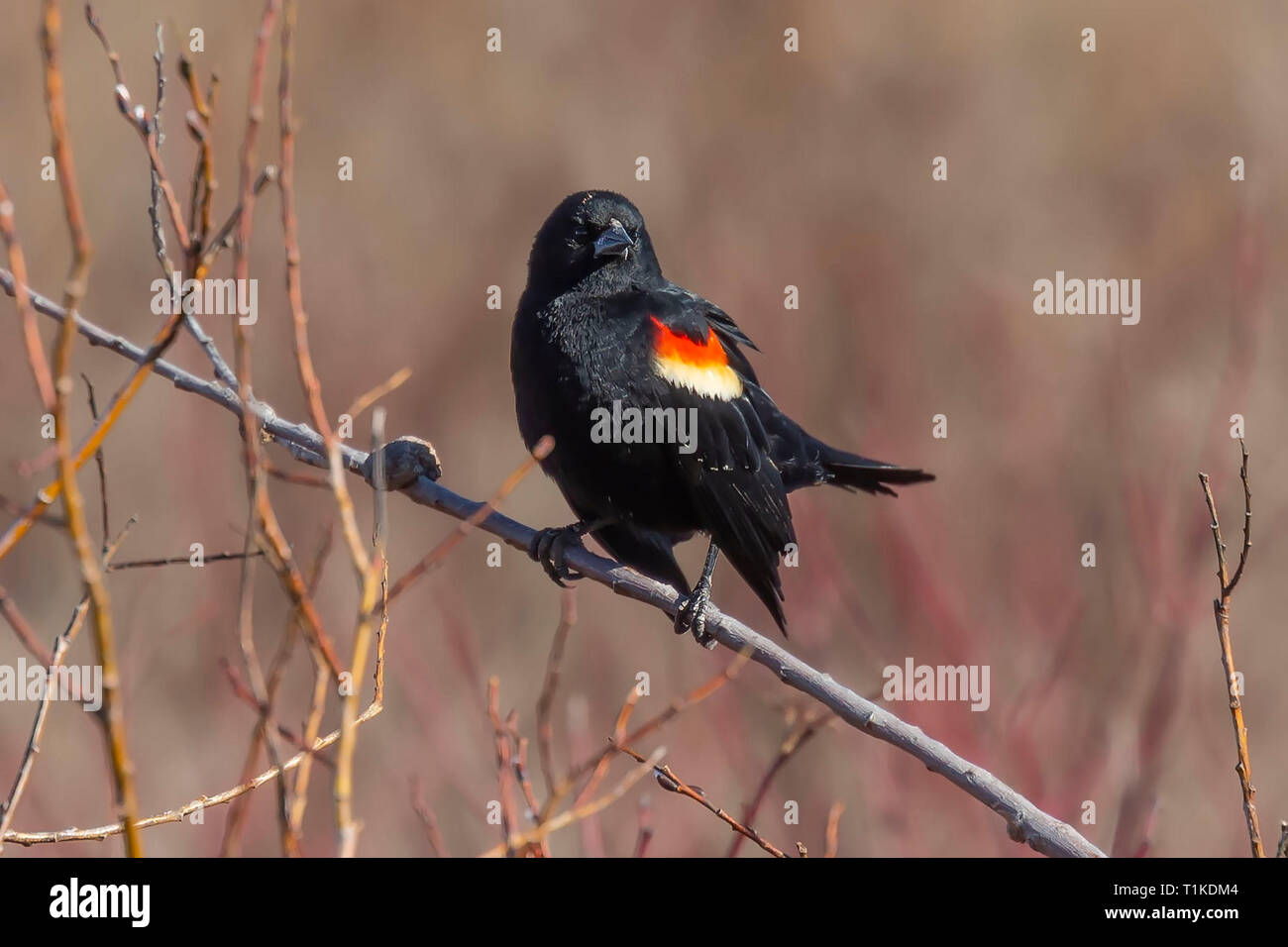 Maschio rosso-winged blackbird (Agelaius phoeniceus) seduto su un ramo di una bussola. Foto Stock