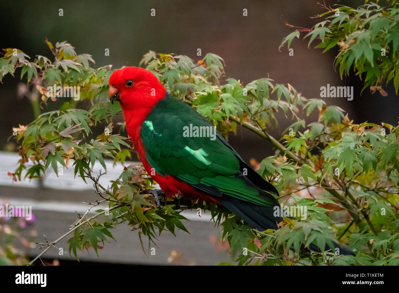 Re maschio Pappagallo, Alisterus scapularis a Doreen, Victoria, Australia Foto Stock