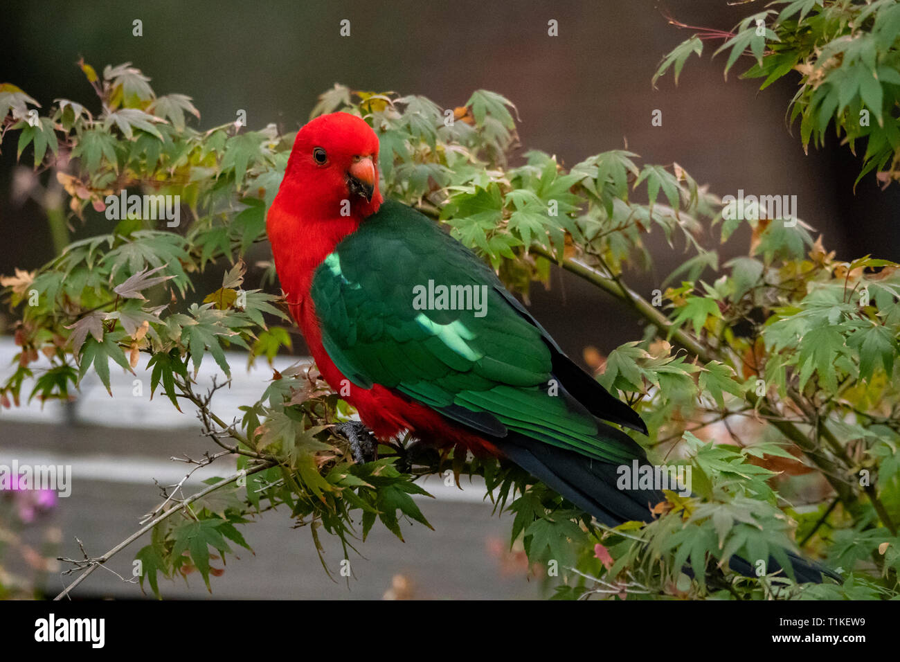 Re maschio Pappagallo, Alisterus scapularis a Doreen, Victoria, Australia Foto Stock