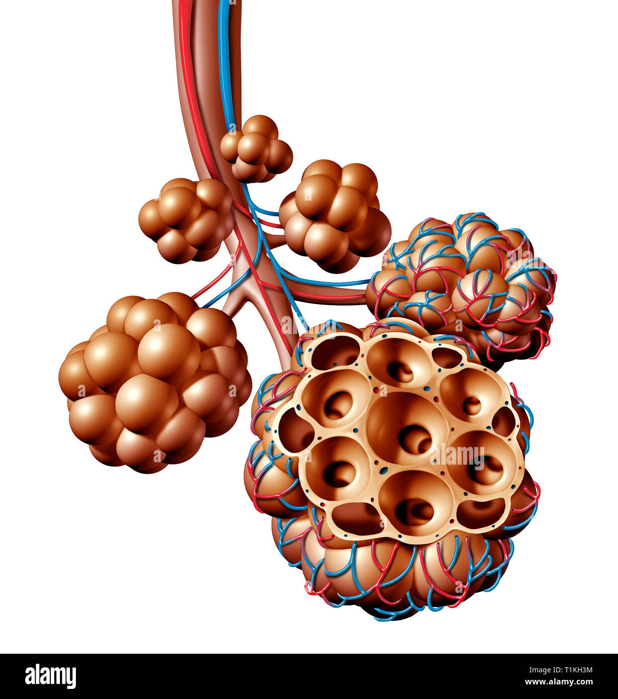 Alveoli polmonari o alveolo anatomia diagramma come un concetto medico di un polmone anatomia e apparato respiratorio e respirazione medicina. Foto Stock
