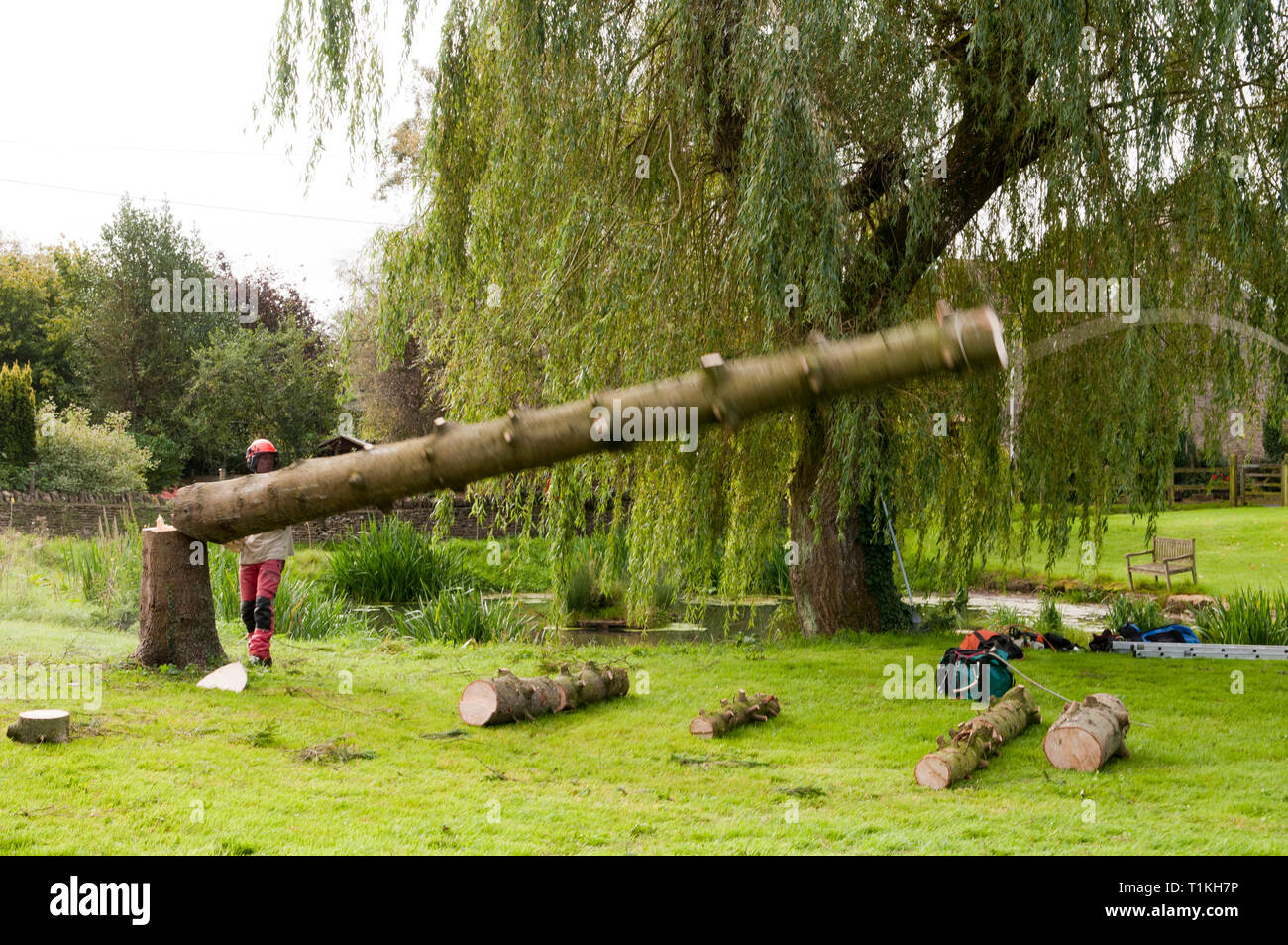 Delimbed albero che cade a terra dopo essere stato abbattuto Foto Stock