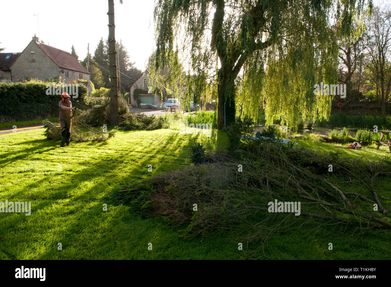 Tree chirurgo rimuovendo rami degli alberi e a portarli alla cippatrice prima di abbattimento Foto Stock