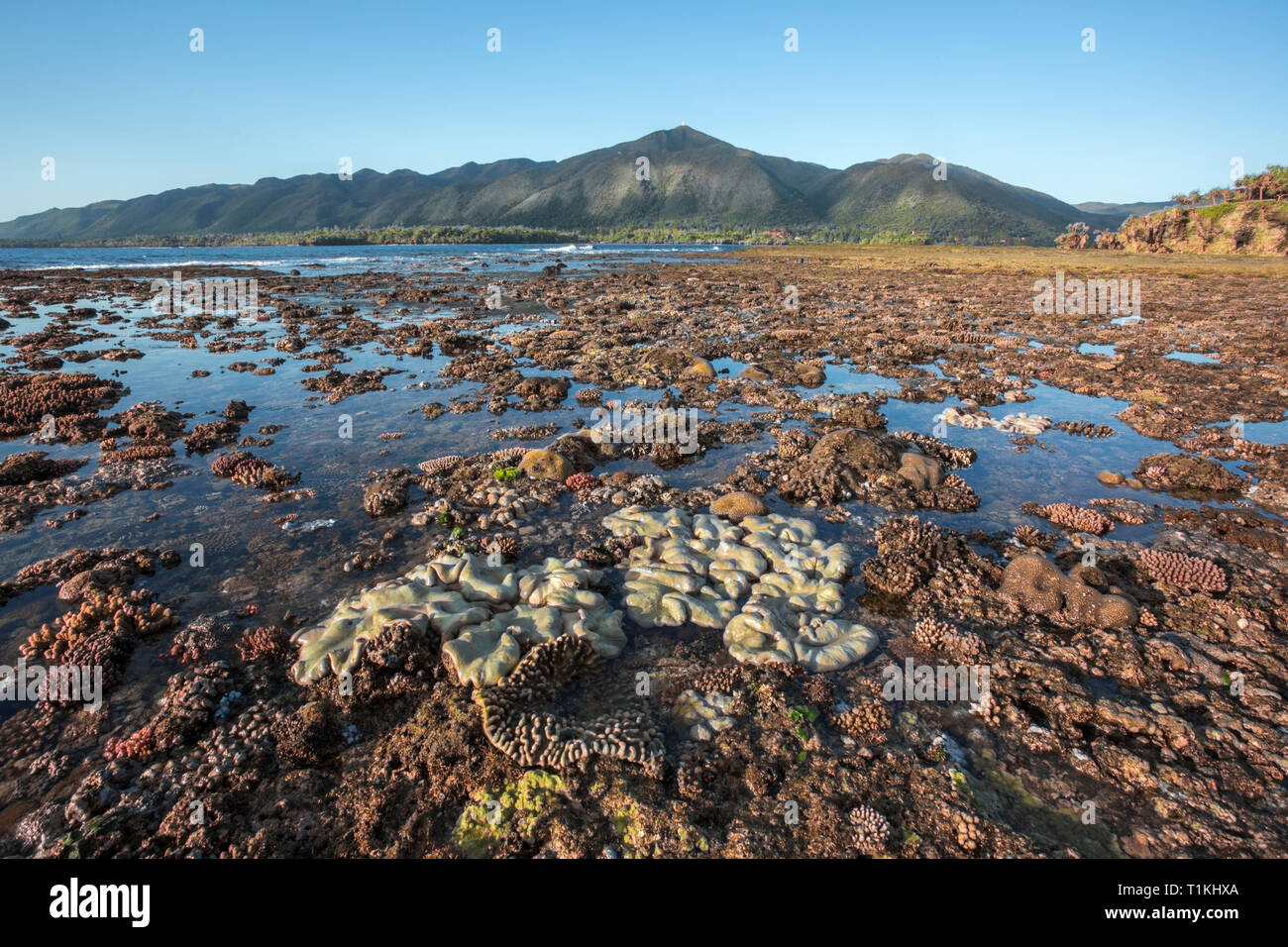 Coralli molli a bassa marea sull onda-piattaforma di taglio in corrispondenza della bocca del fiume Yate nella Laguna Sud della Nuova Caledonia, un sito Patrimonio Mondiale dell'Unesco. Foto Stock