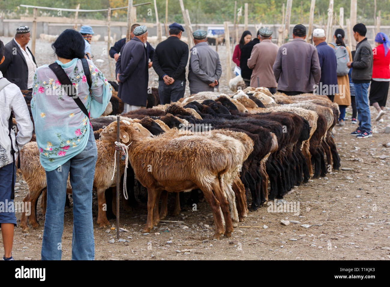 Tourist prende una foto di agnelli per vendita a Kashgar mercato animale (provincia dello Xinjiang, Cina) Foto Stock