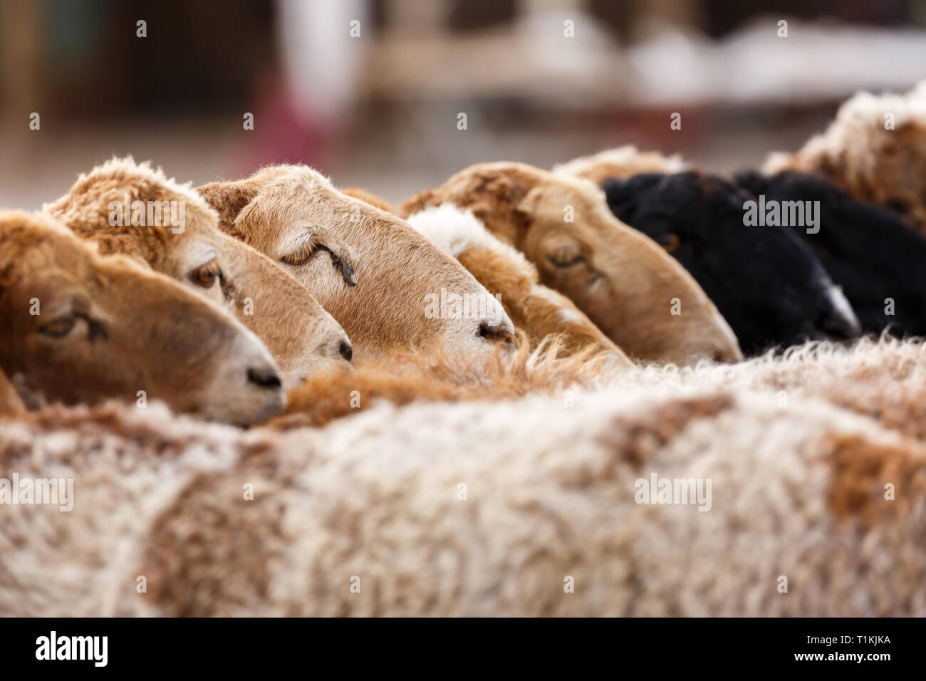Agnelli in linea in una riga - acquisite presso il mercato degli animali a Kashgar (provincia dello Xinjiang, Cina) Foto Stock