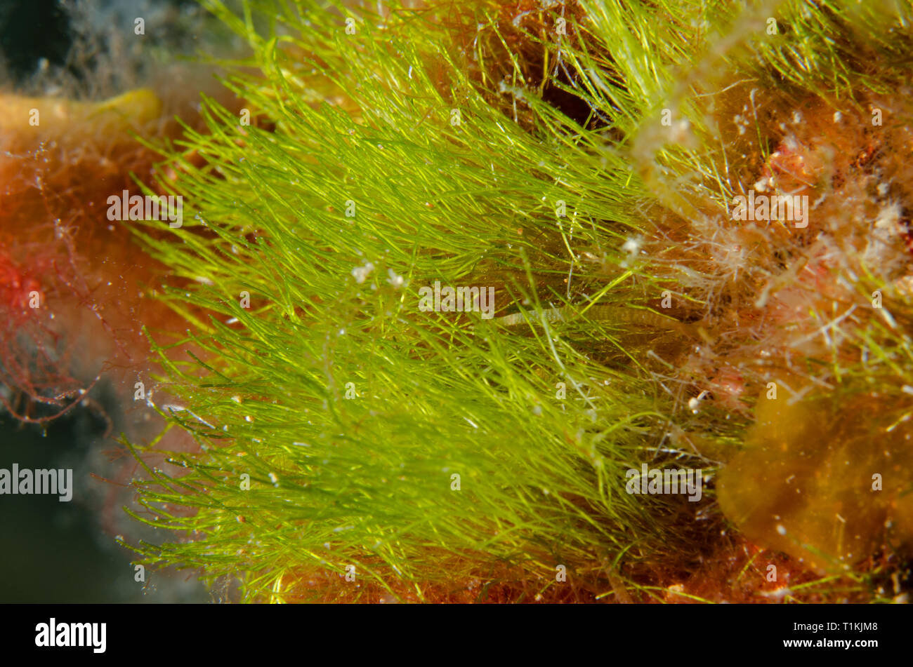 Alga verde, Cladophora prolifera, Cladophoraceae, Tor Paterno Area Marina Protetta, Roma, Italia, Mare Mediterraneo Foto Stock
