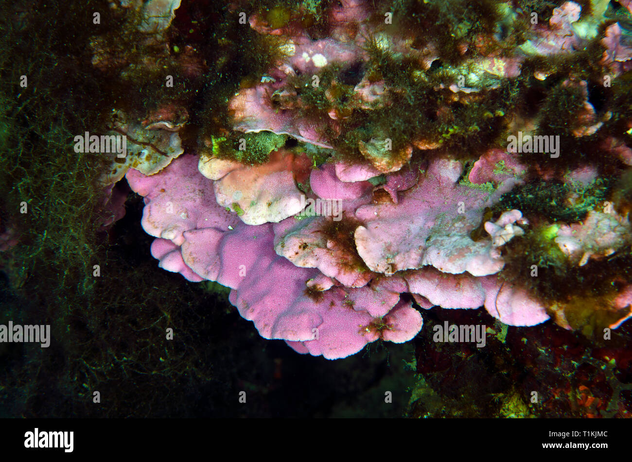 Coralligeno alga rossa Lithophyllum, cabiochiae, Corallinacee, Tor Paterno Area Marina Protetta, Roma, Italia, Mare Mediterraneo Foto Stock