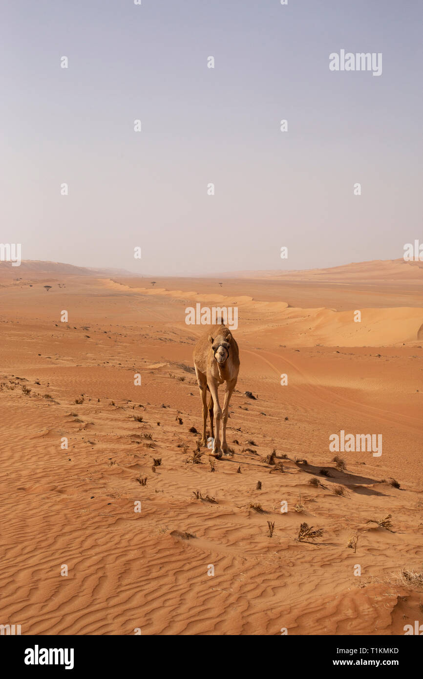 Cammelli nel deserto di Wahiba Sands in Oman Foto Stock