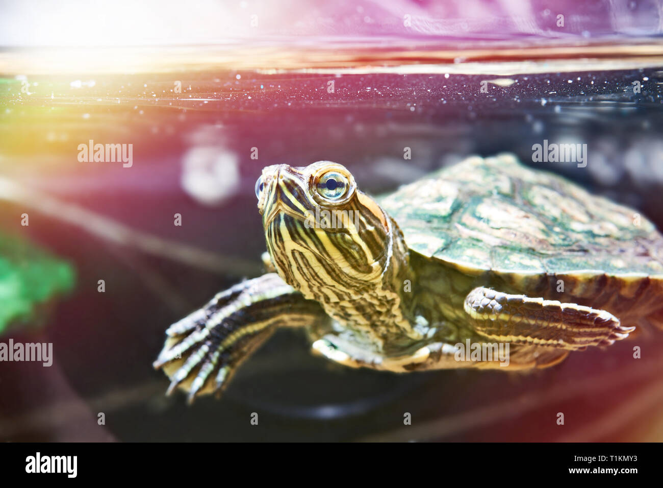 Piccolo rosso-eared turtle in acquario Foto Stock