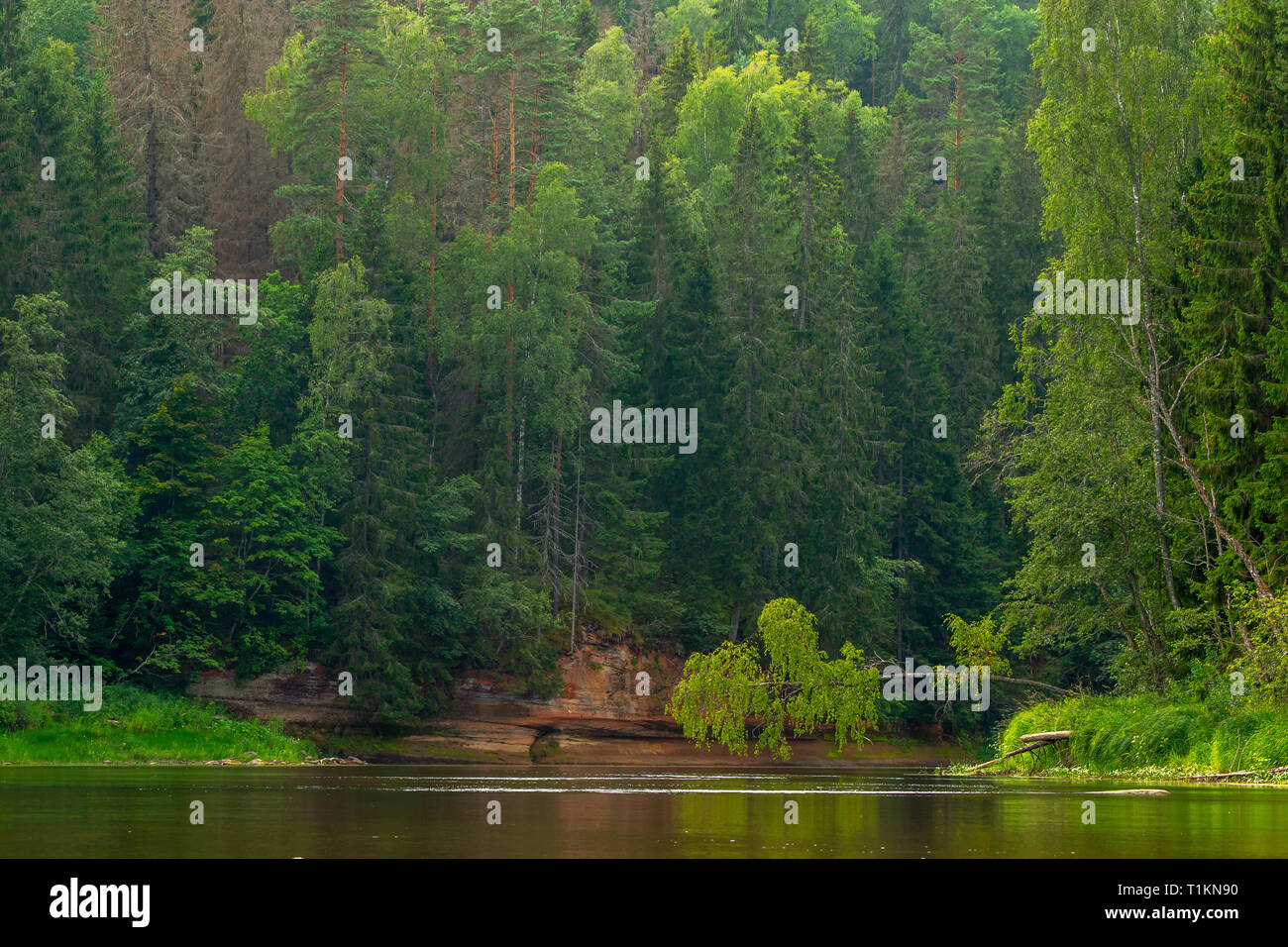 Paesaggio con scogliera vicino al fiume Gauja e foresta in background. Rotture di betulla oltre il fiume. Il Gauja è il fiume più lungo in Lettonia, WH Foto Stock