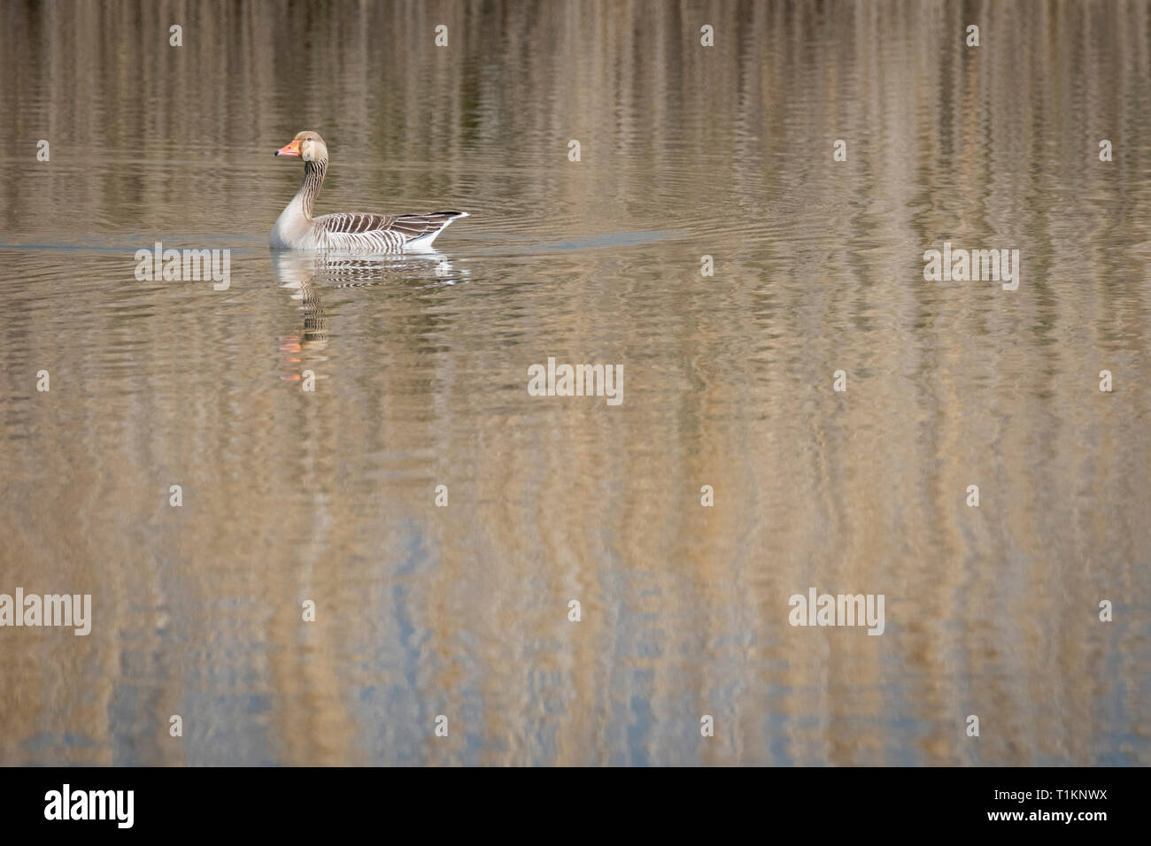 Graylag Goose (Anser anser) adulto su acqua. Aree naturali del Llobregat Delta. Provincia di Barcellona. La Catalogna. Spagna. Foto Stock