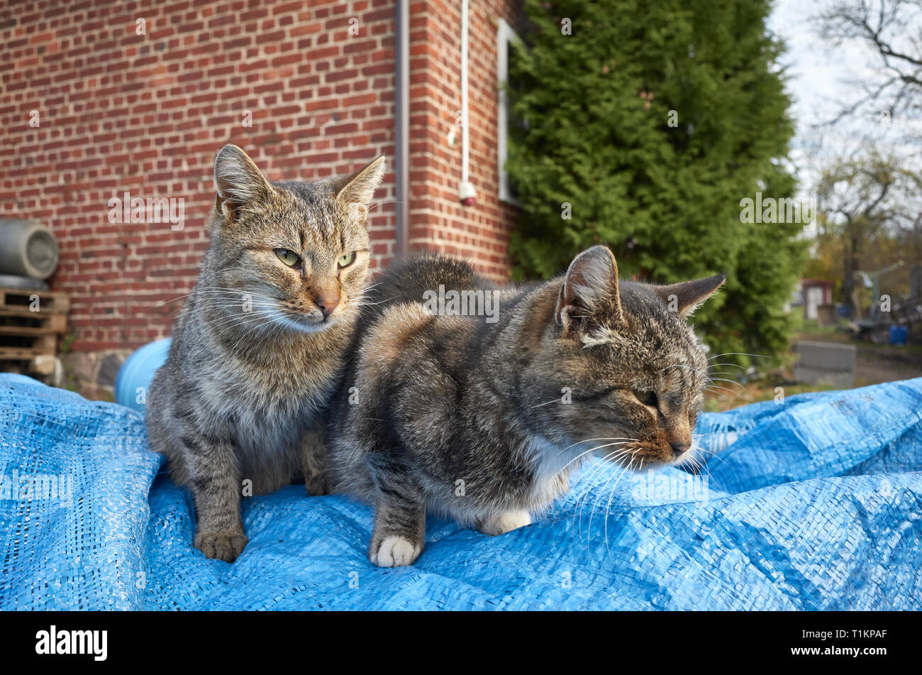 Due gattini giocare in un cortile, il fuoco selettivo. Foto Stock