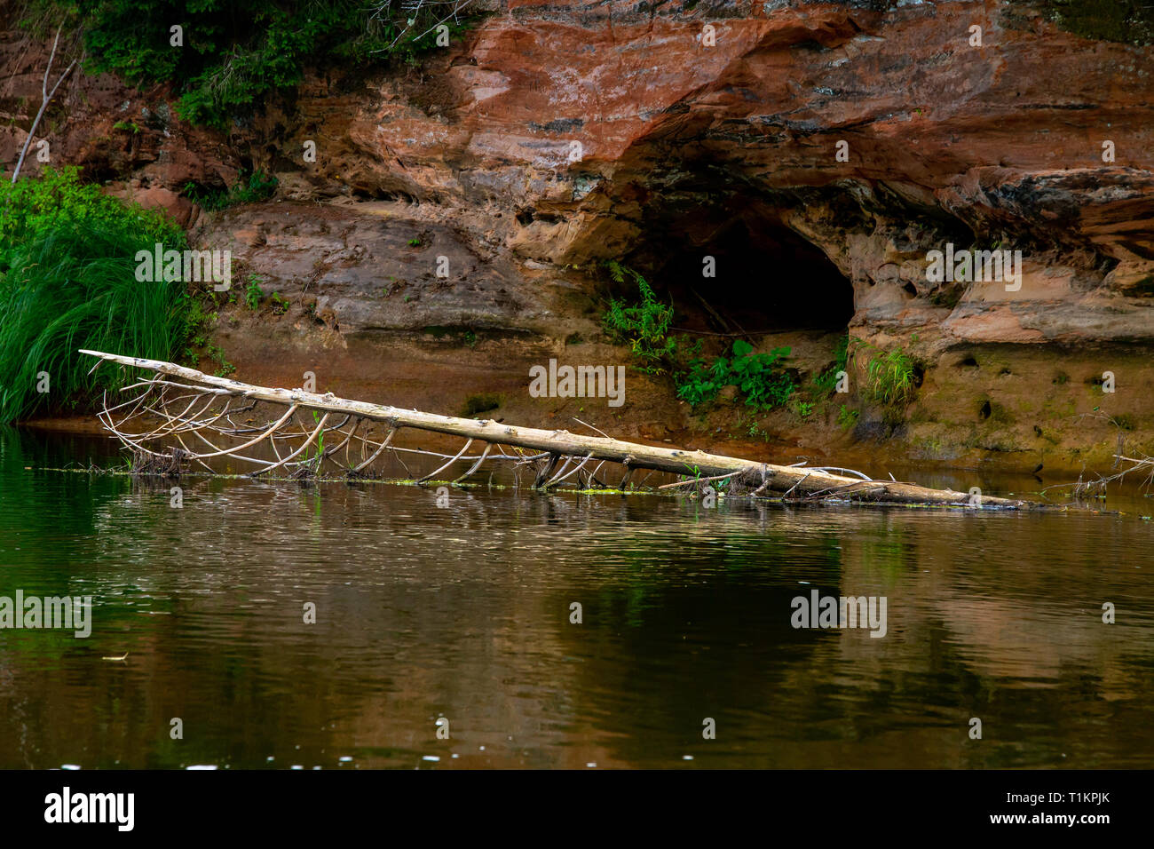 Primo piano della scogliera di arenaria e la formazione con una grotta sulla riva del fiume Gauja in Lettonia. Log in Il fiume vicino alla scogliera. Gauja è il fiume più lungo in Lettonia Foto Stock