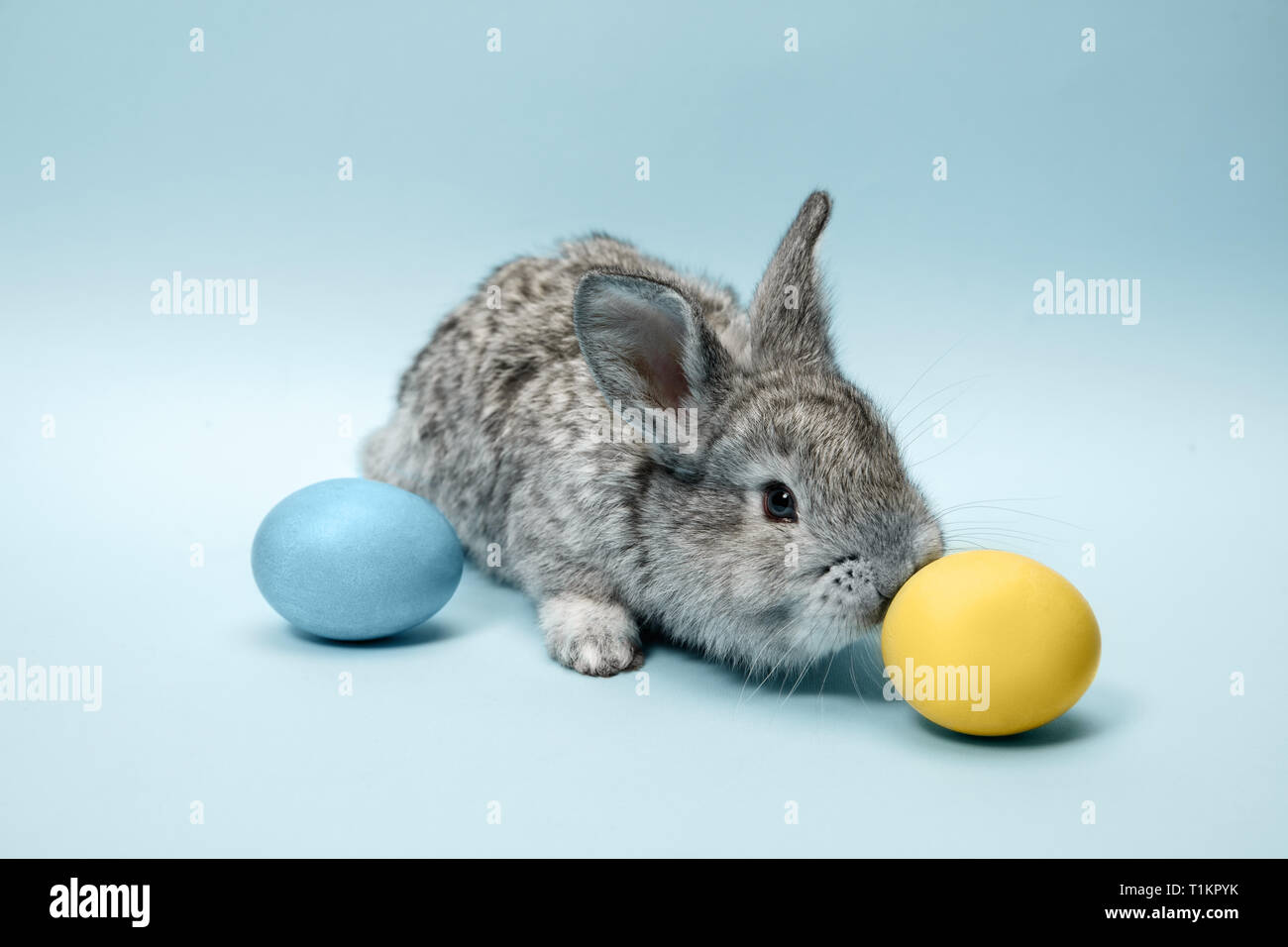 Coniglietto di pasqua coniglio con uova dipinte su sfondo blu. Pasqua, animali a molla, celebrazione e concetto di vacanza. Foto Stock