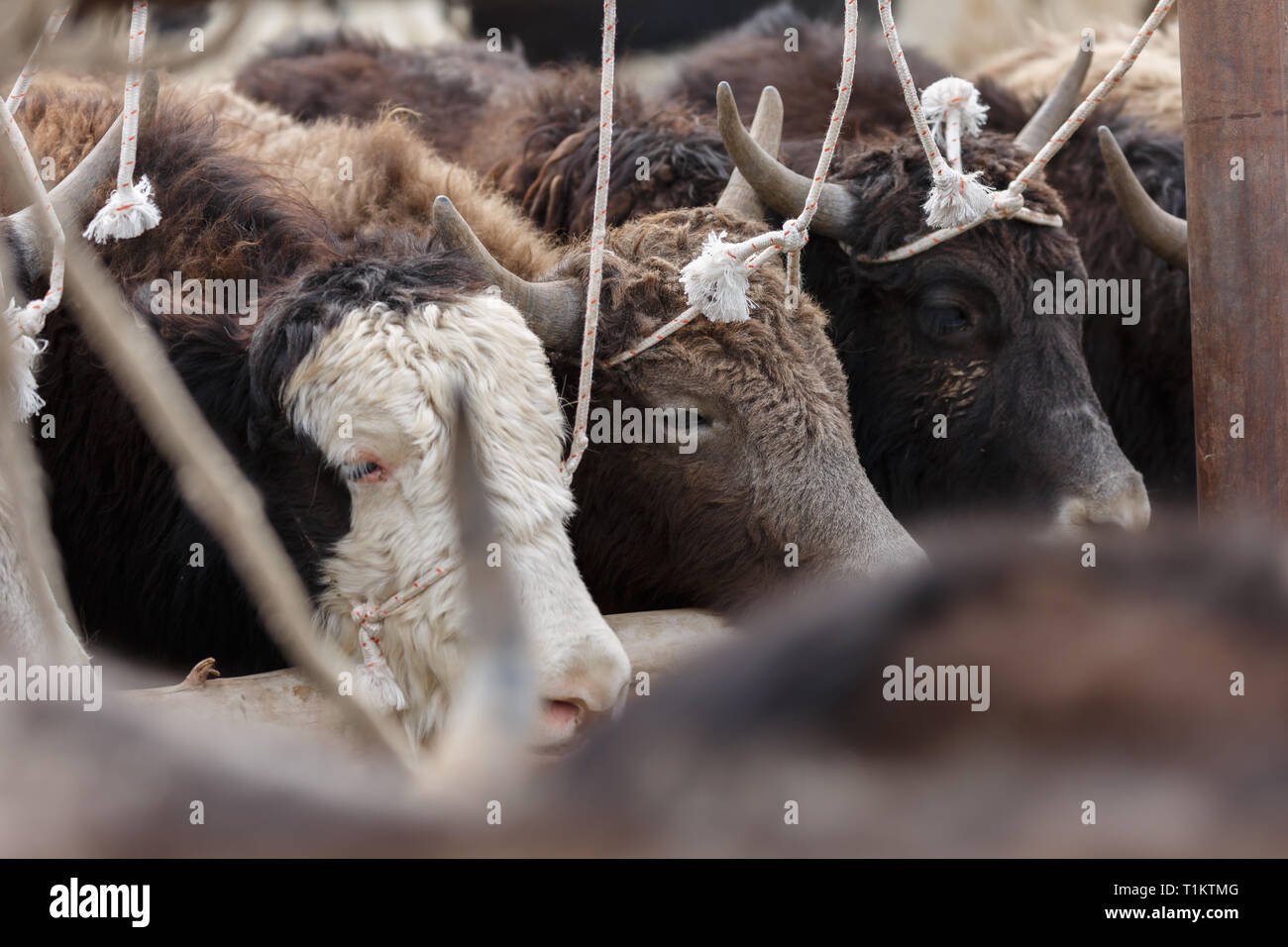 Close up di capi di bestiame a Kashgar mercato animale (provincia dello Xinjiang, Cina) Foto Stock