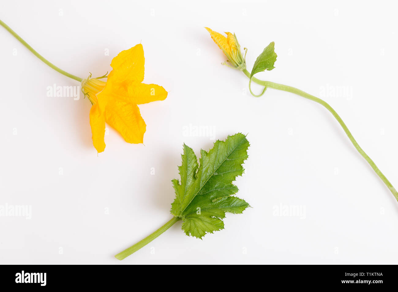 Fresco e verde con zucchine slice isolati su sfondo bianco Foto Stock